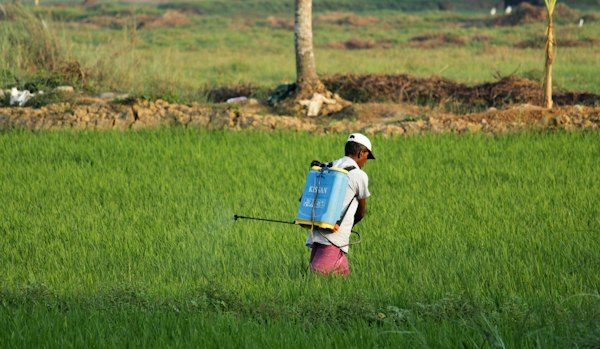 Petani merawat tanaman di hamparan lahan hijau